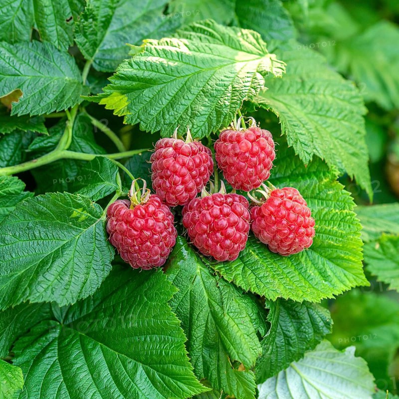 Dwarf raspberry (Rubus idaeus RUBY BEAUTY),  Germany