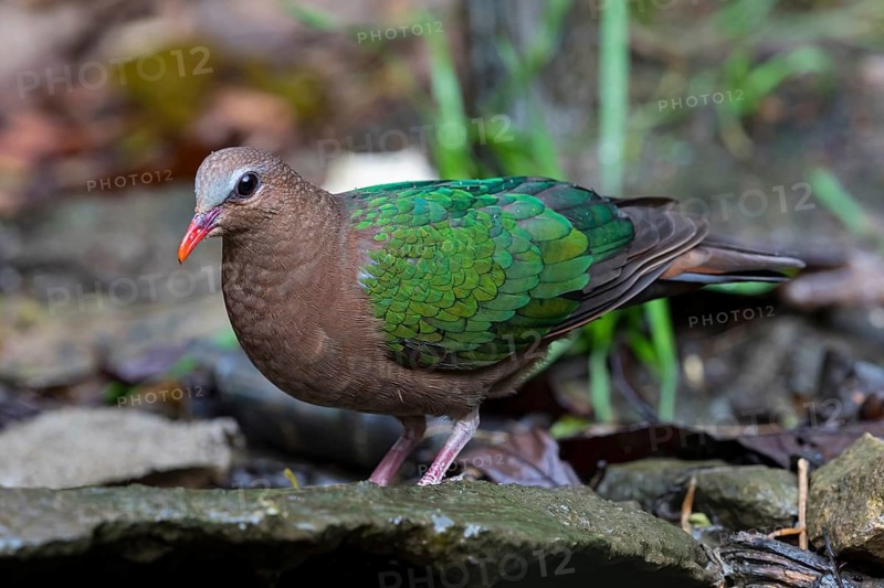 Common Emerald Dove (Chalcophaps indica) female, Yunnan, China