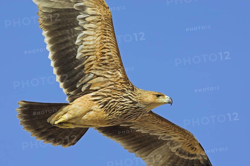 Eastern Imperial Eagle (Aquila heliaca), Oman