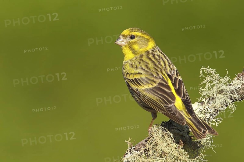 European Serin (Serinus serinus) male, Portalegre, Portugal