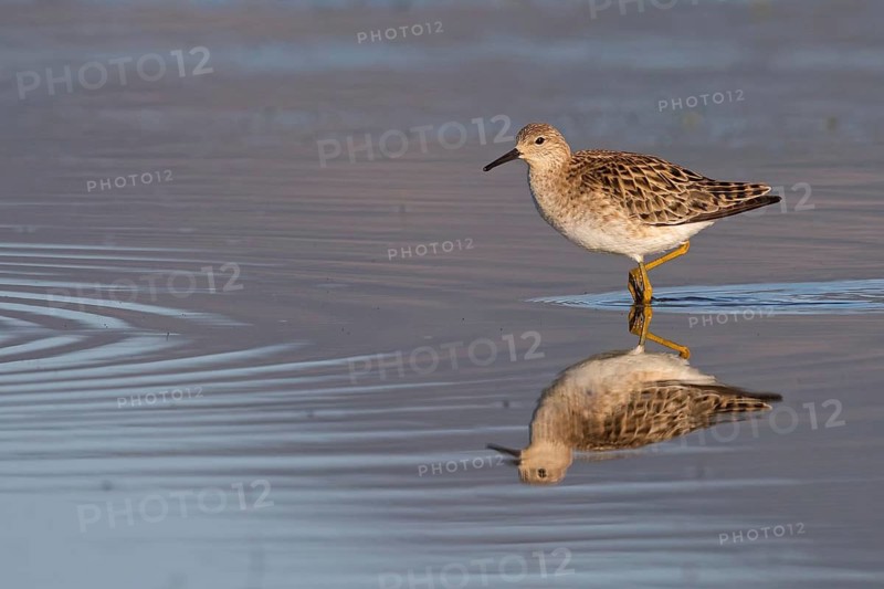 Ruff, Philomachus pugnax, Combattant varié, Chevalier combattant, Combatiente Lesbos, Greece