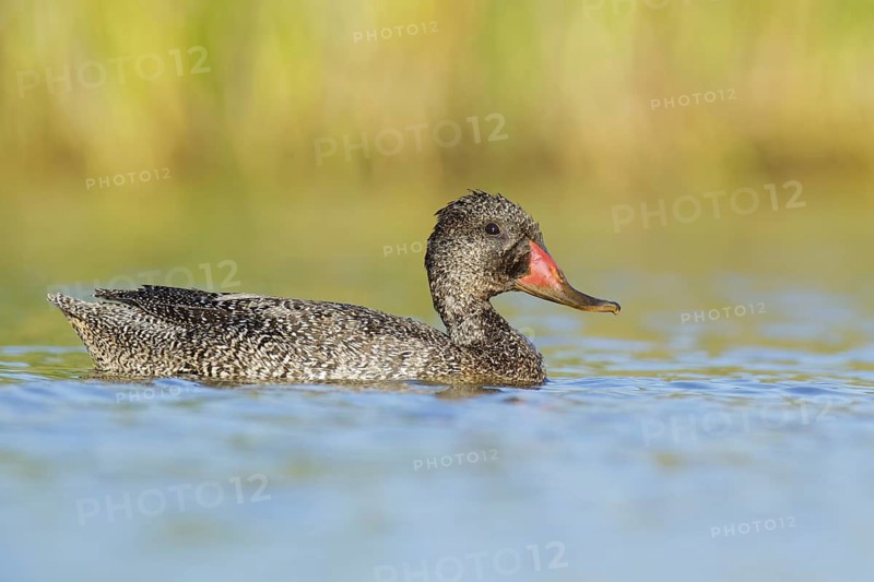 Freckled Duck (Stictonetta naevosa), Victoria, Australia
