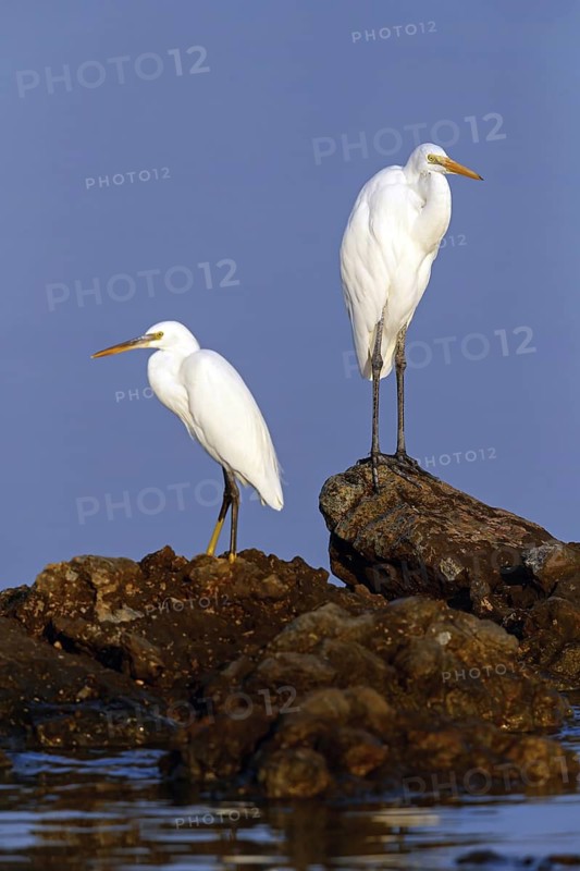 Great Egret, (Egretta alba), Ardea alba, Animals, Birds, Herons, Sur Masirah, Shannah, Ash Sharqiyah South, Oman