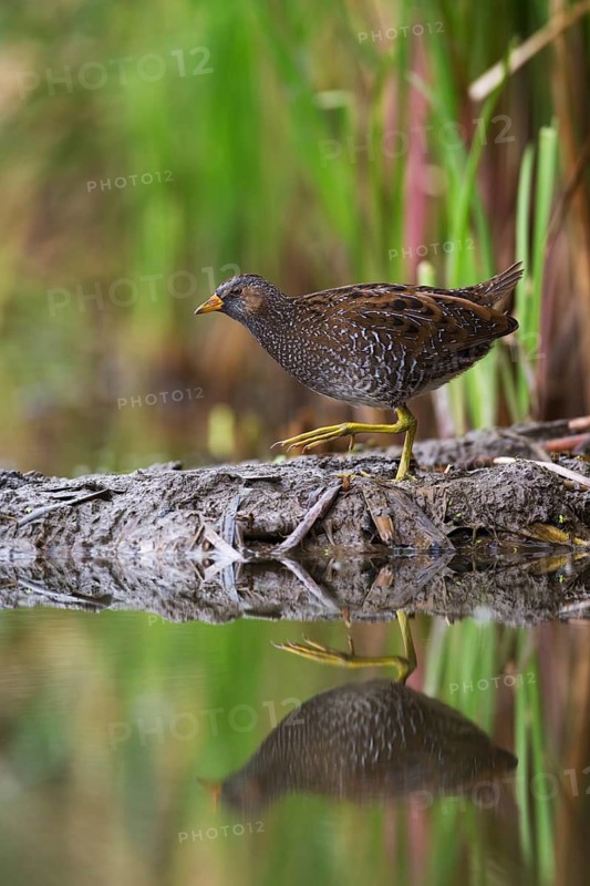 Spotted Crake (Porzana porzana), Saxony, Germany