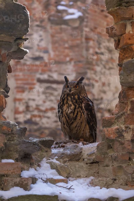 One Eurasian Eagle Owl, Bubo bubo, standing on the walls of a ruin of a monastery