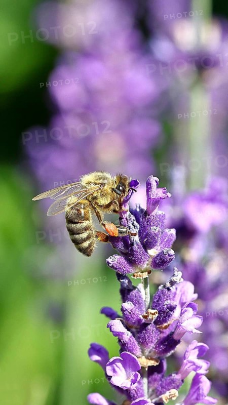 Honey bee (Apis mellifera) on a lavender flower (Lavandula angustifolia), macro photograph with bokeh in the background, Wilnsdorf, North Rhine-Westphalia, Germany