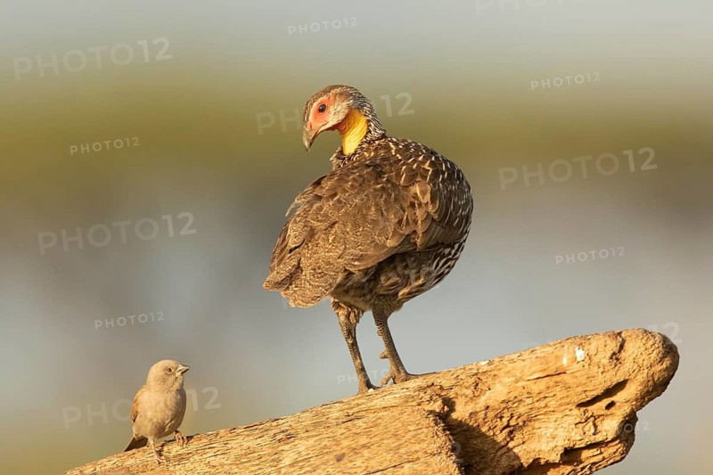 Yellow-necked Spurfowl (Pternistis leucoscepus) with Parrot-billed Sparrow (Passer gongonensis), Samburu, Kenya