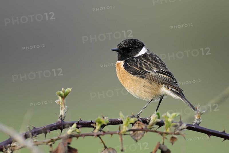 European Stonechat (Saxicola rubicola) male perched on a branch, North Rhine-Westphalia, Germany