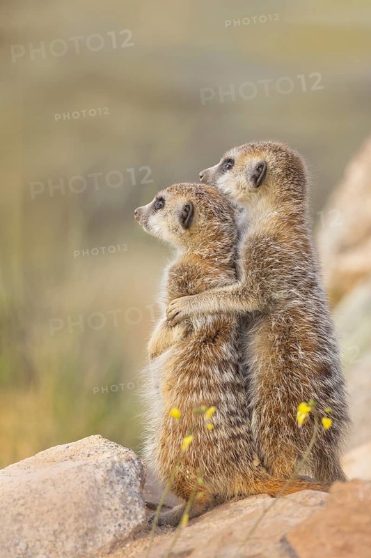 Meerkat (Suricata suricatta) pair standing upright holding and embracing each other, Castile-La Mancha, Spain