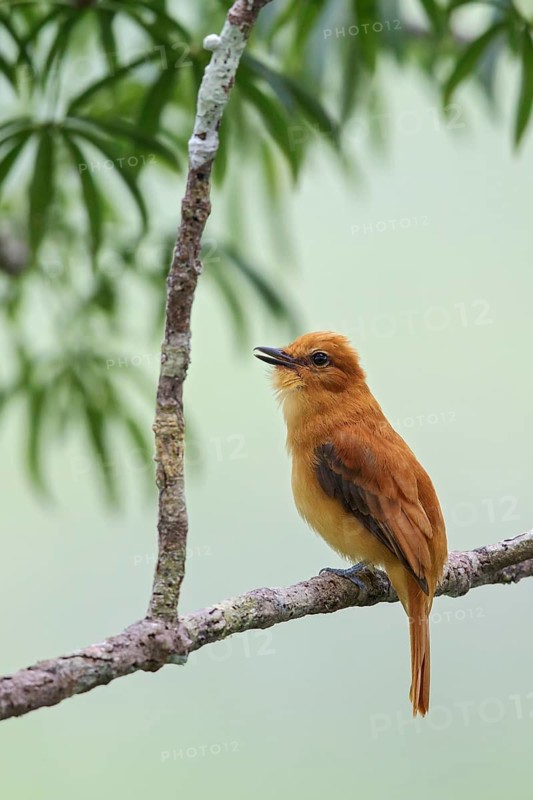 Cinnamon Attila (Attila cinnamomeus) perched on a branch in Ecuador