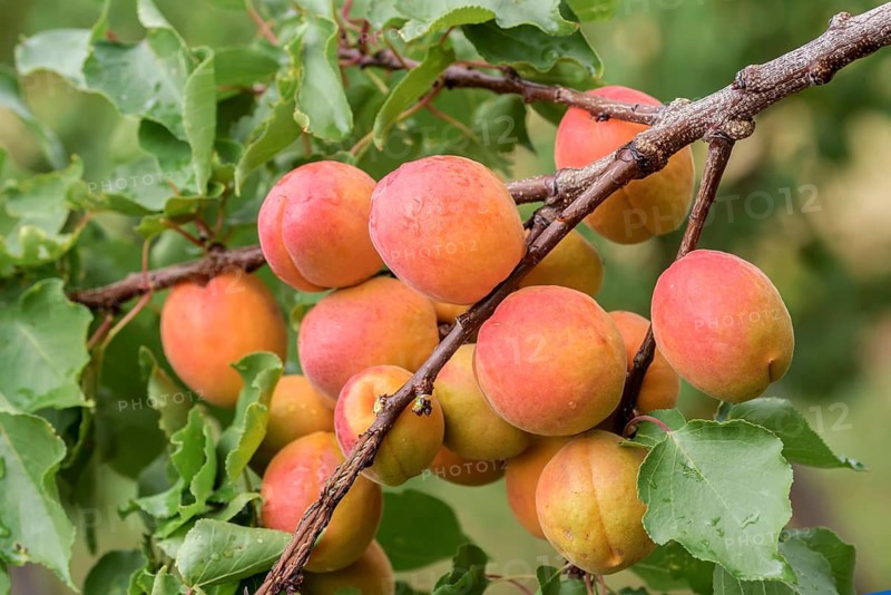 Apricot (Prunus armeniaca 'Anegat'),  Austria