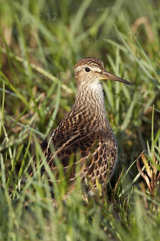 Pectoral Sandpiper (Calidris melanotos), Torres Vedras, Portugal