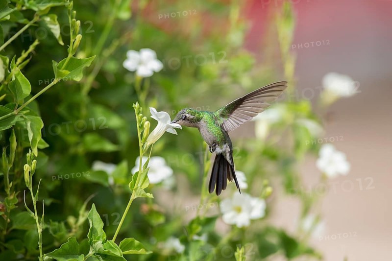 Cuban Emerald (Chlorostilbon ricordii) female flying and feeding at a flower, Cuba