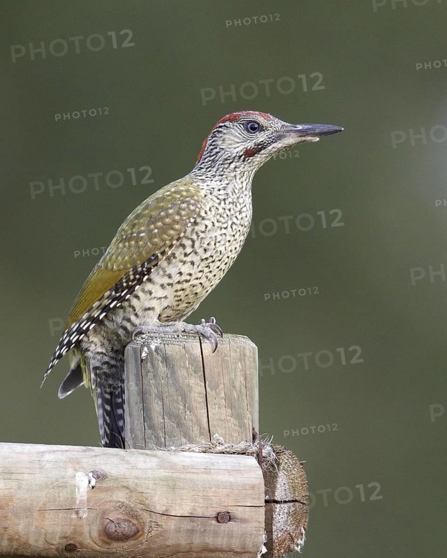 European Green Woodpecker (Picus viridis) juvenile male, Mecklenburg-Western Pomerania, Germany