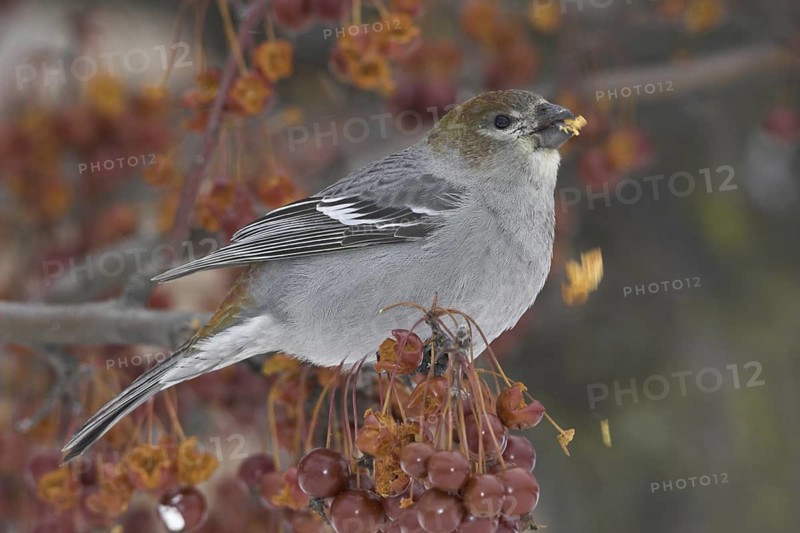 Pine Grosbeak (Pinicola enucleator) female, Ontario, Canada