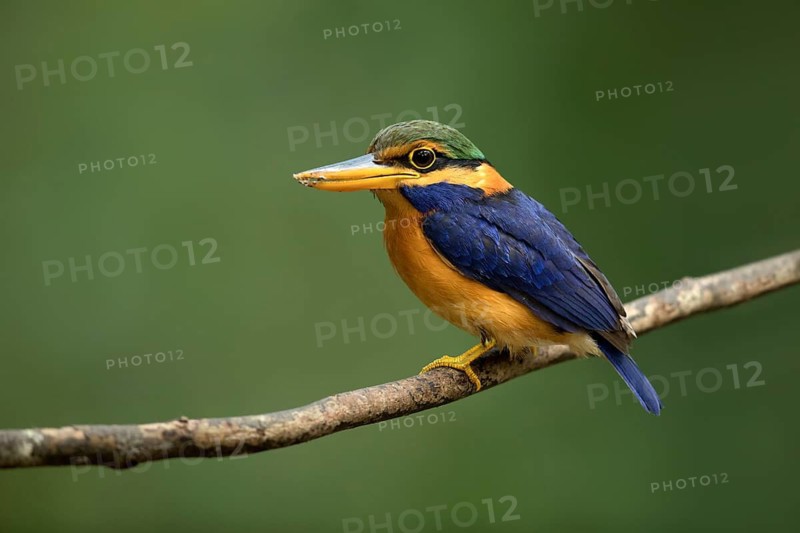 Rufous-collared Kingfisher (Actenoides concretus) male perched on a branch, Pahang, Malaysia