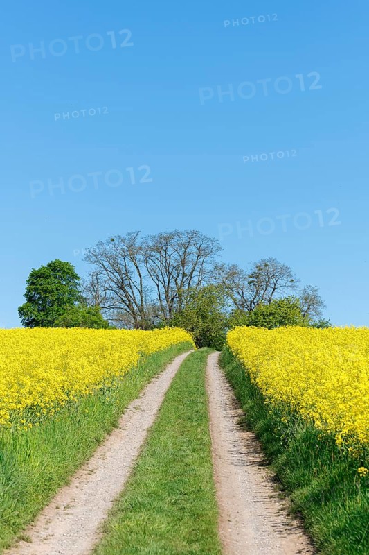 A country lane leads through fields of rapeseed in bloom under a clear blue sky, near Winnenden, Baden-Württemberg, Germany