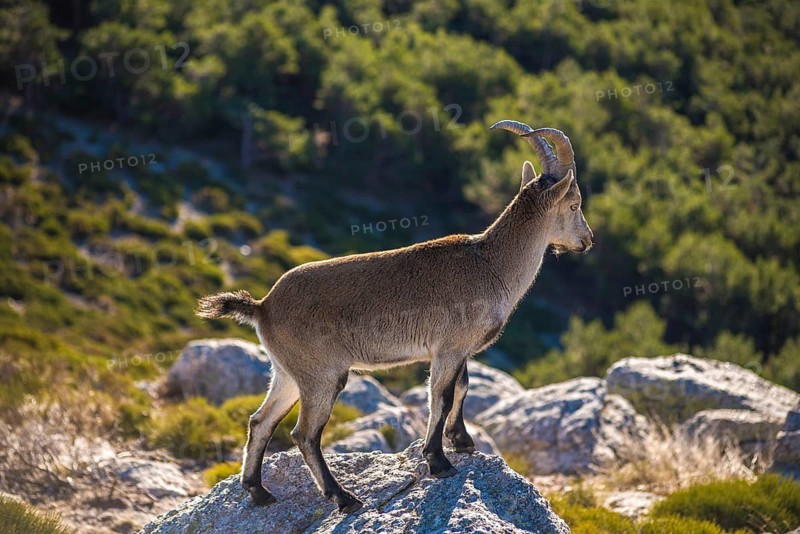 Iberian ibex confidently perched on a rock, surveying its natural habitat. The animal's impressive curved horns and strong stance embody its rugged mountainous lifestyle
