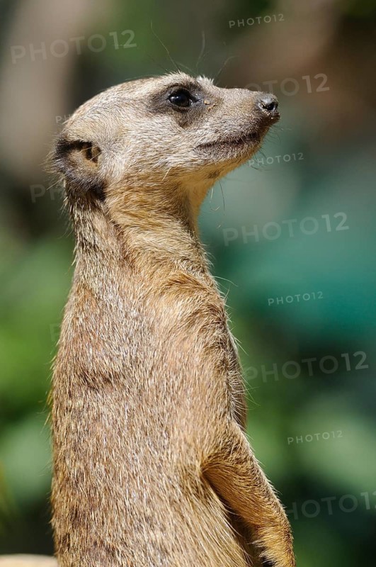 An upright standing meerkat looks alert and foresighted, meerkat (Suricata suricatta), captive, Germany