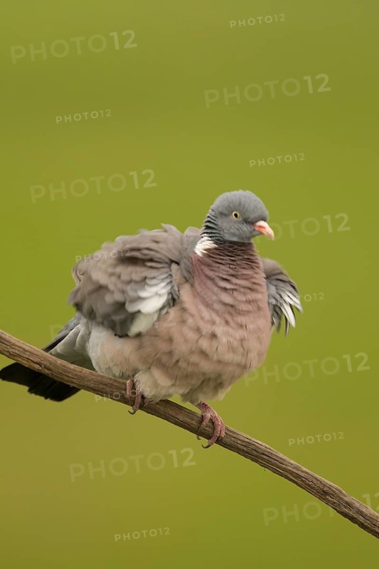 Common Wood Pigeon (Columba palumbus) perched on a branch, Serbia