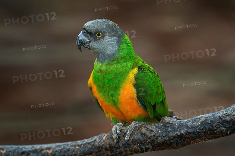 Senegal parrot, Poicephalus senegalus, yelow bird with grey head, siting on the branch, in nature habitat. Parrot in the African forest. Bird from Senegal, Africa wildlife