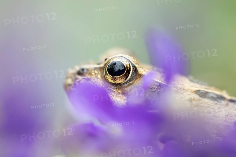 Common frog (Rana temporaria) adult amphibian amongst garden purple crocus flowers in spring, England, United Kingdom