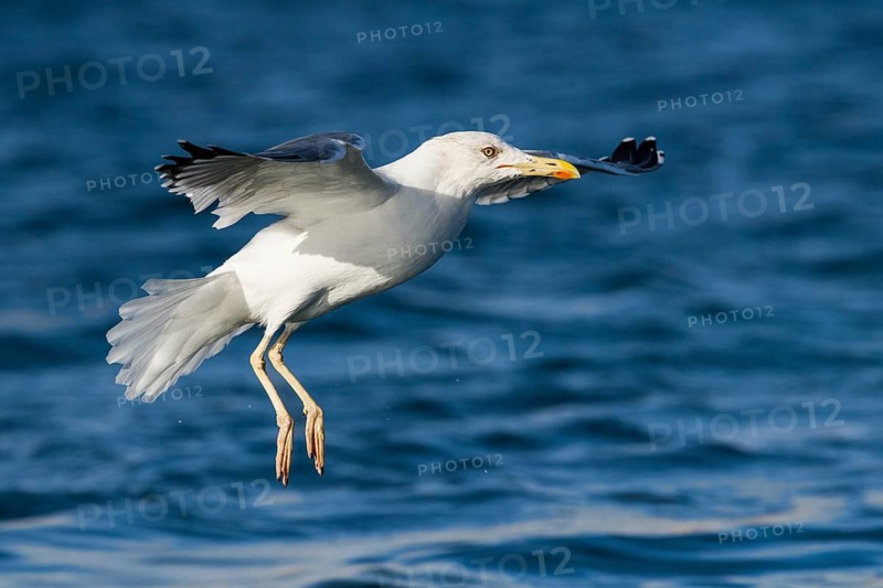 Lesser Black-backed Gull (Larus fuscus) flying, Eilat, Israel