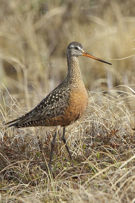 Hudsonian Godwit (Limosa haemastica) male, Manitoba, Canada