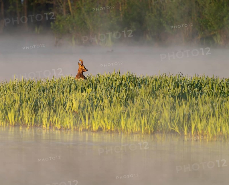 Roe deer (Capreolus capreolus), roebuck standing in a wet meadow, in a wetland biotope at a lake, morning mist, warm morning light, wildlife, Lower Saxony, Germany