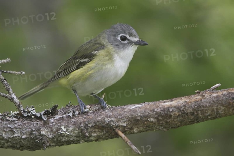 Blue-headed Vireo (Vireo solitarius), Newfoundland, Canada