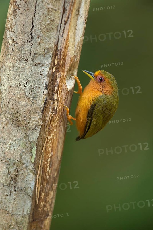 Rufous Piculet (Sasia abnormis) male pecking at tree, Johor, Malaysia