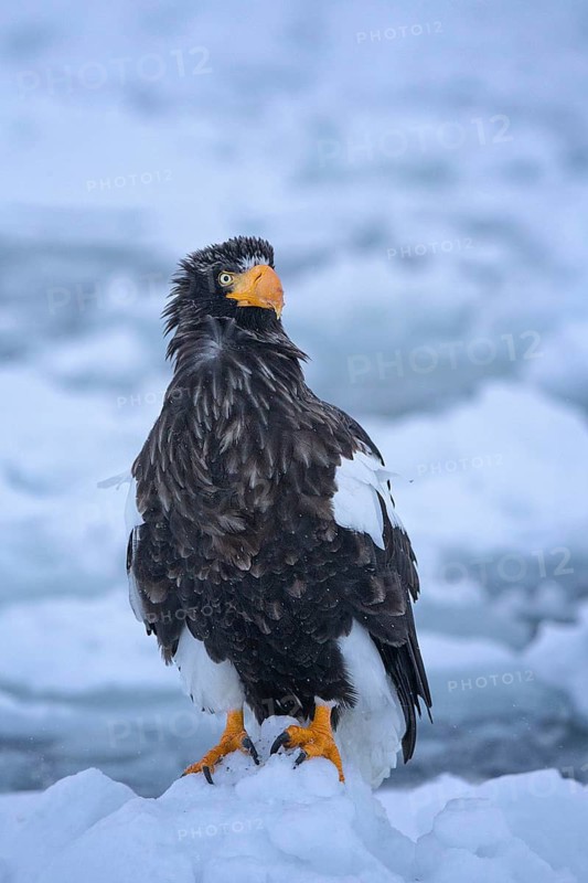 Steller's Sea Eagle (Haliaeetus pelagicus), Hokkaido, Japan