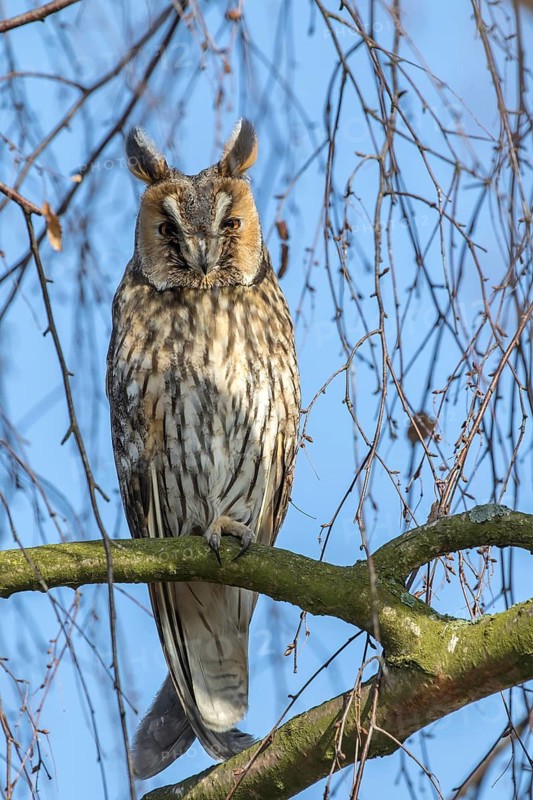 Long-eared Owl (Asio otus) perched in a tree, Mecklenburg-Western Pomerania, Germany