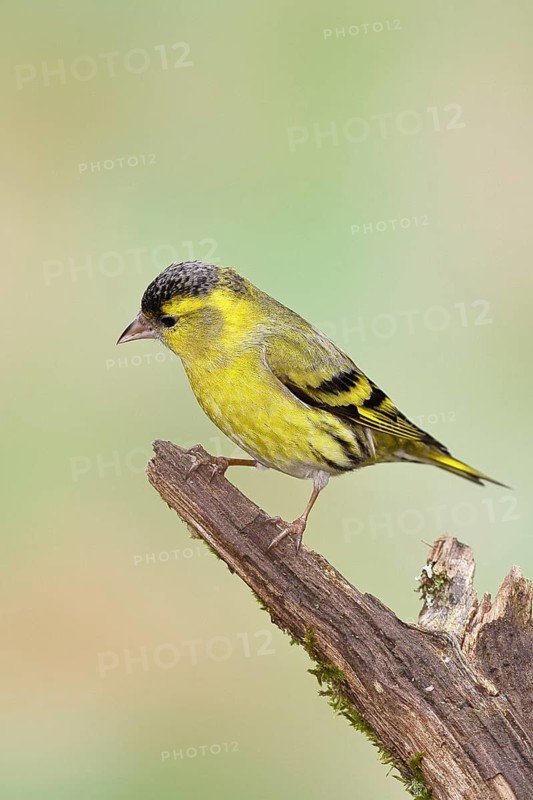 Siskin (Carduelis spinus), male sitting on a branch overgrown with moss, Wilnsdorf, North Rhine-Westphalia, Germany