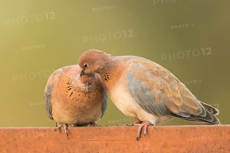 Laughing Dove (Spilopelia senegalensis) pair, Gambia