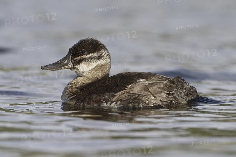 Ruddy Duck (Oxyura jamaicensis) female, British Columbia, Canada