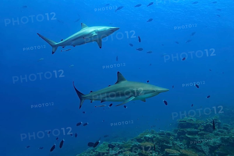 Two majestic Silky sharks glide gracefully through the vibrant waters of the Maldives, surrounded by a diverse marine ecosystem. A stunning display of ocean life and harmony
