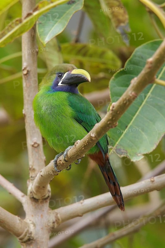 Emerald Toucanet (Aulacorhynchus prasinus) perched on a branch in Costa Rica