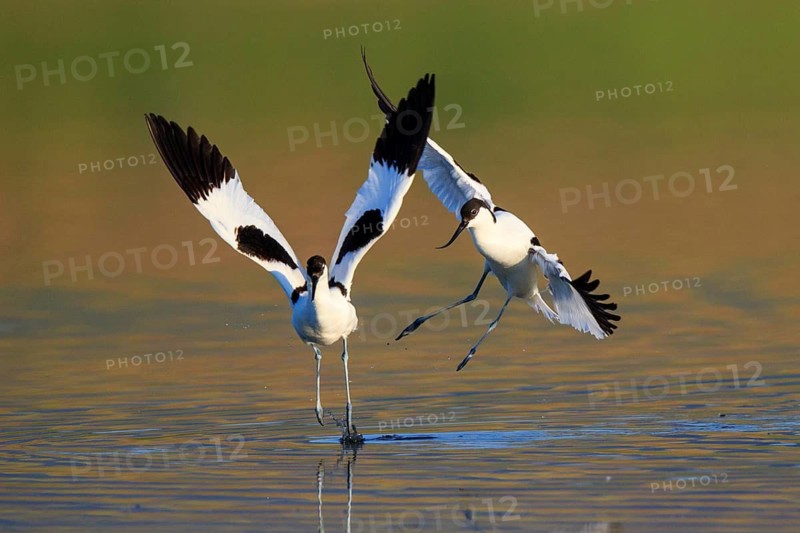 Pied Avocet (Recurvirostra avosetta), Greece