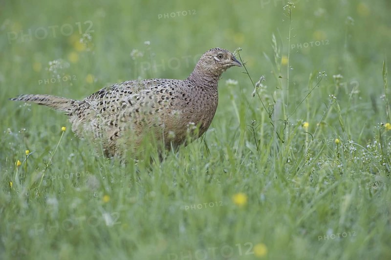Common Pheasant (Phasianus colchicus) female, Saxony, Germany