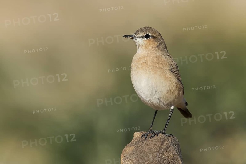 Isabelline Wheatear (Oenanthe isabellina), Negev, Israel