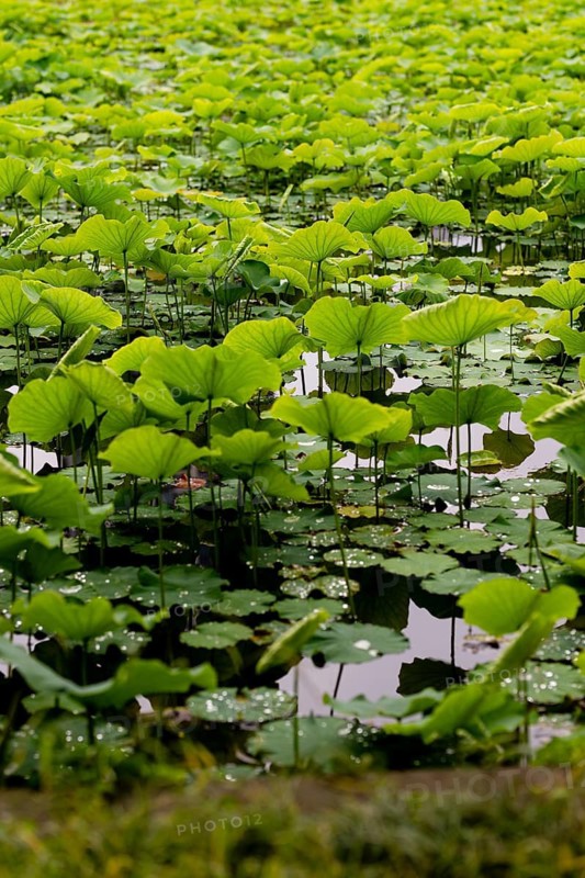 A tranquil view of lush green lotus leaves floating on a serene pond in Ueno Onshi Park, Tokyo. The vibrant foliage reflects the natural beauty of Japanese gardens