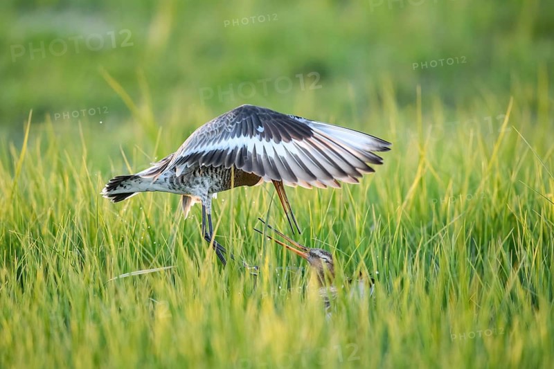 Two black-tailed godwits (Limosa limosa) in a wild territorial fight on a wet meadow, Dümmer nature park Park, Lower Saxony, Germany