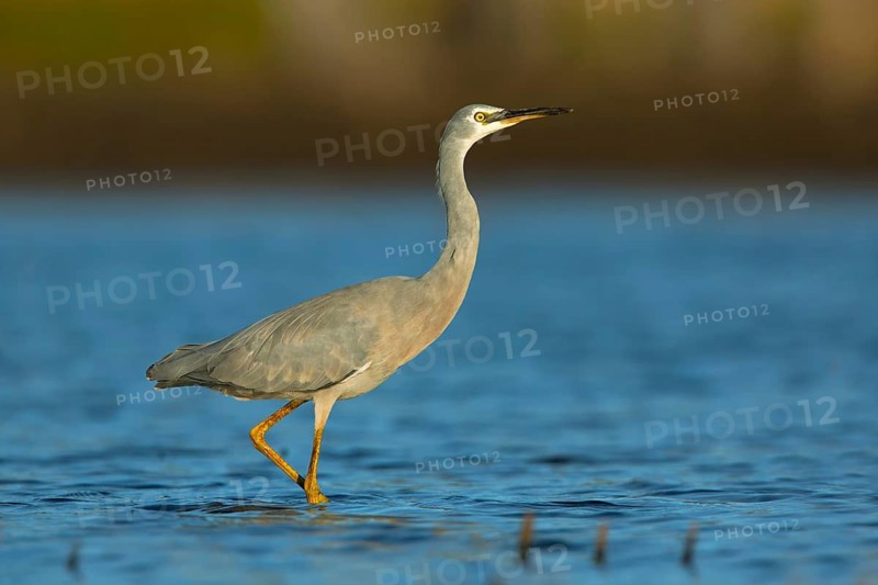 White-faced Heron (Egretta novaehollandiae), Victoria, Australia
