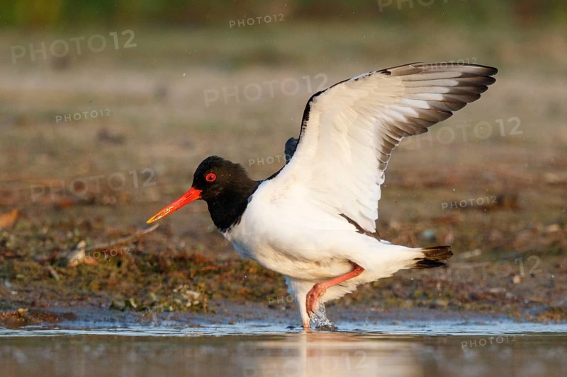 Eurasian Oystercatcher (Haematopus ostralegus), North Rhine-Westphalia, Germany