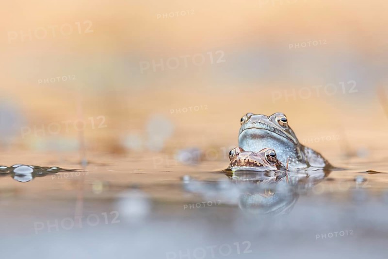 Common Frog (Rana temporaria) pair mating in spawning pond, Canton of Grisons, Switzerland