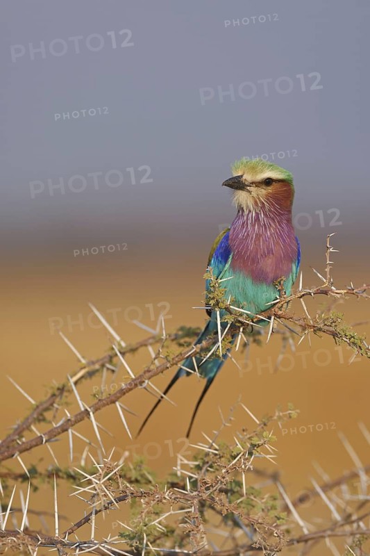 Lilac-breasted Roller (Coracias caudatus), Oshikoto, Namibia