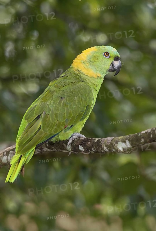 Yellow-naped Amazon (Amazona auropalliata), Costa Rica