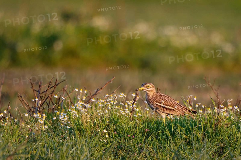 Crested Lark (Galerida cristata) perched on the ground, Lesvos, Greece