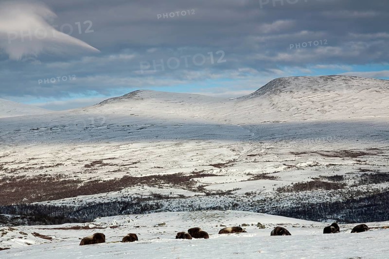 A group of musk oxen (Ovibos moschatus) rests relaxed in the winter tundra, for an observer such behaviour should always be something special, because the animals signal great confidence, winter, snow, cold, tundra landscape, October, Norway